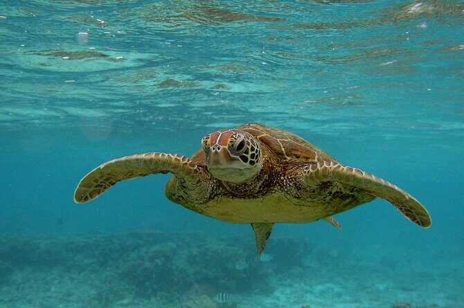 Snorkeling with Sea Turtles in Mirissa (Pickup and Drop included) - An In-Depth Look at Snorkeling with Sea Turtles in Mirissa