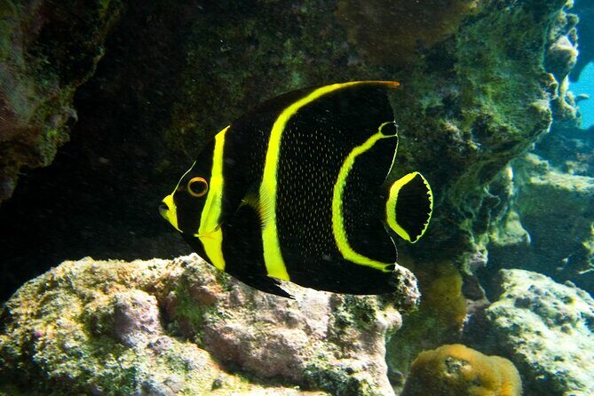 Snorkeling with Turtles and Cenote Tour from Riviera Maya - Considerations for Travelers