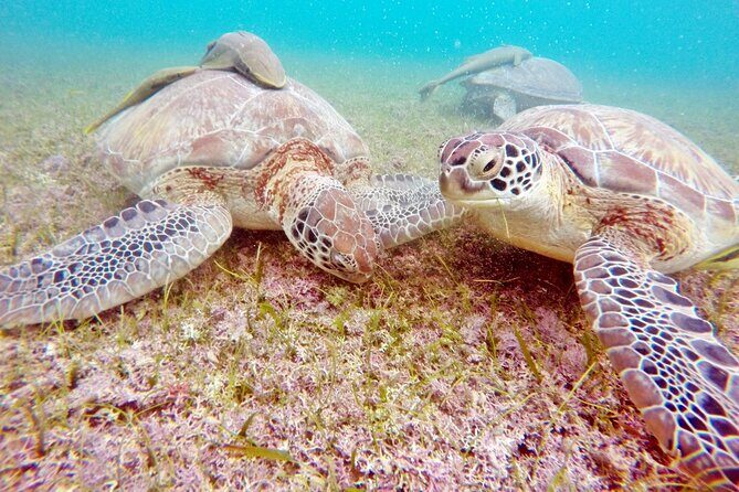 Snorkeling with Turtles and Cenote Tour from Riviera Maya - Who is This Tour Best For?