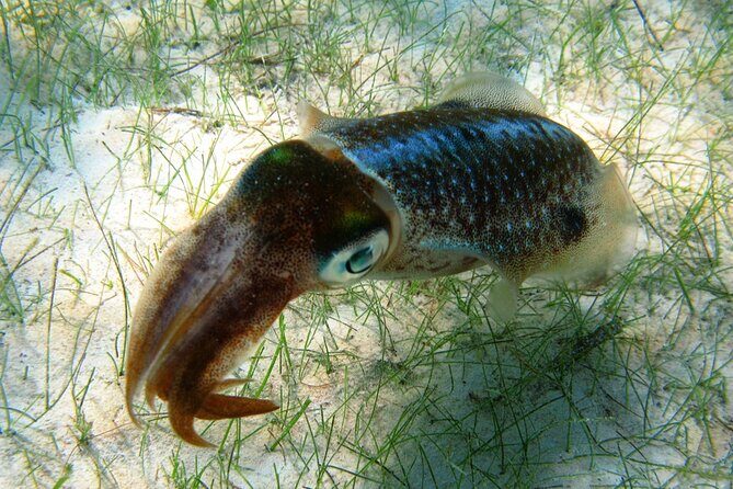 Snorkeling with Turtles and Cenote Tour from Riviera Maya - Frequently Asked Questions