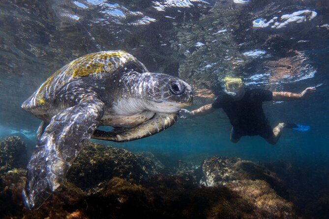 Snorkeling with Turtles  Cook Island Marine Reserve - What to Expect from the Snorkeling Adventure