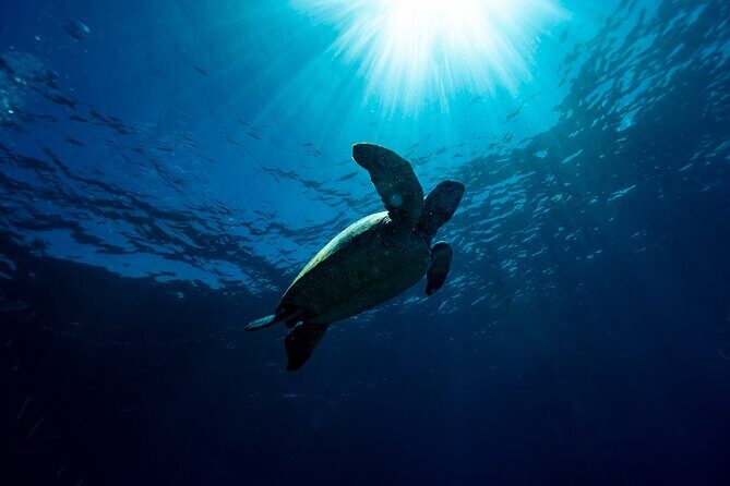 Snorkeling with Turtles  Cook Island Marine Reserve - Final Thoughts