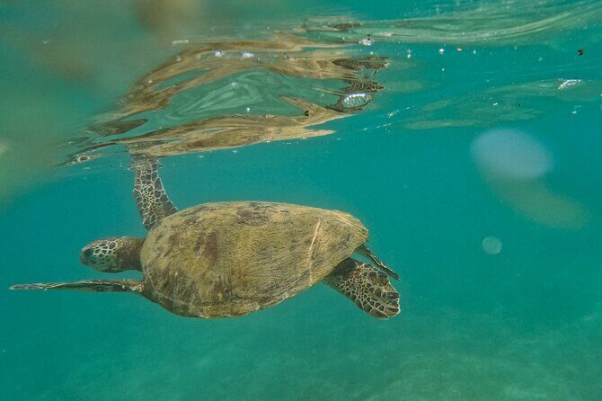 Snorkeling with Turtles in Mirissa - Key Points
