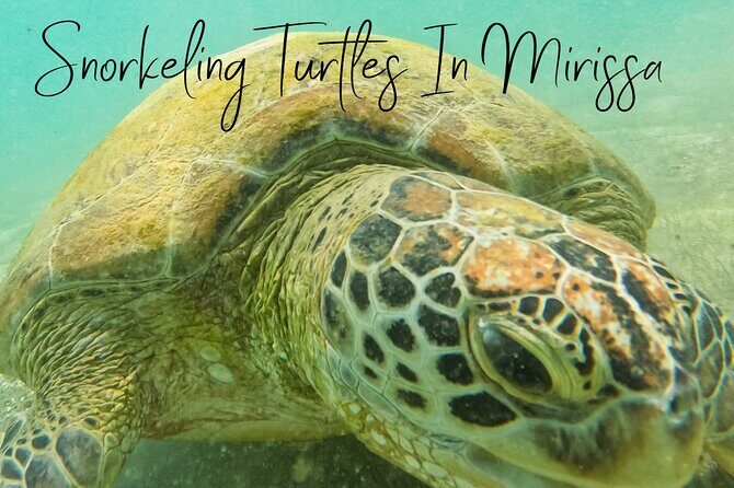 Snorkeling with Turtles in Mirissa - The Sum Up