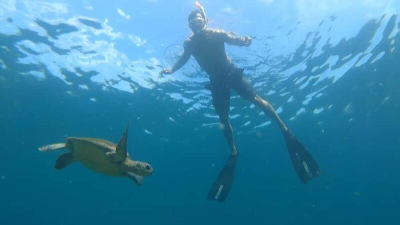 Snorkeling with turtles in their natural habitat - Who would love this experience?
