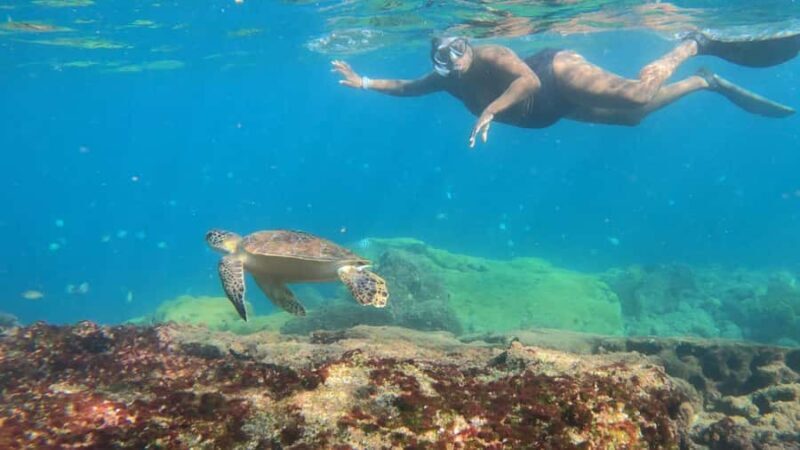 Snorkeling with turtles in their natural habitat - Starting Point: Vila do Abraão