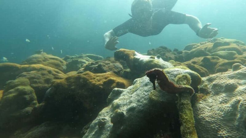 Snorkeling with turtles in their natural habitat - Snorkeling at Lagoa Azul: A Natural Aquarium