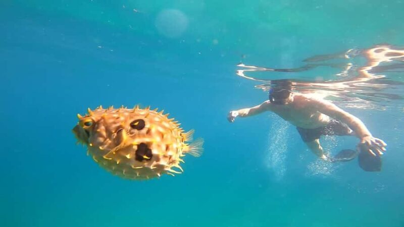 Snorkeling with turtles in their natural habitat - Freguesia de Santana: A Quieter Beach Walk