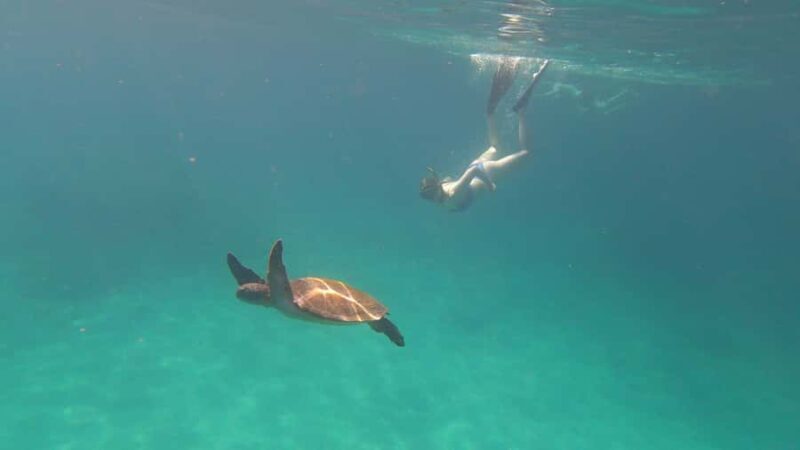 Snorkeling with turtles in their natural habitat - Return Journey: A Short 10-Minute Boat Ride