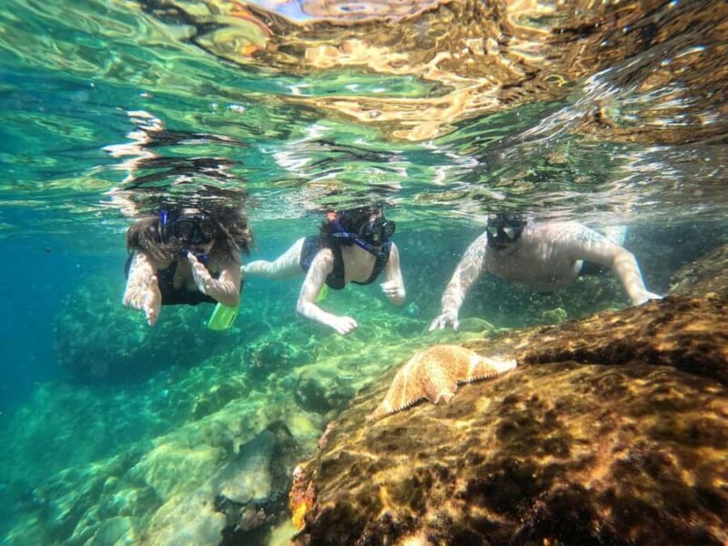 Snorkeling with turtles in their natural habitat - Potential Drawback or Consideration