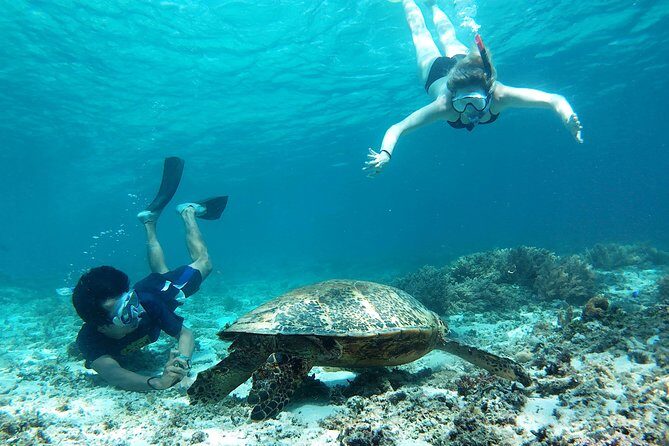 Snorkeling with Turtles on Gili Trawangan - Snorkeling with Turtles on Gili Trawangan: A Detailed Review