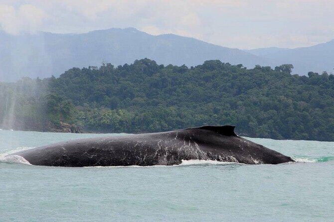 Snorkeling with whale and dolphin waching, Tour Manuel Antonio - Key Points