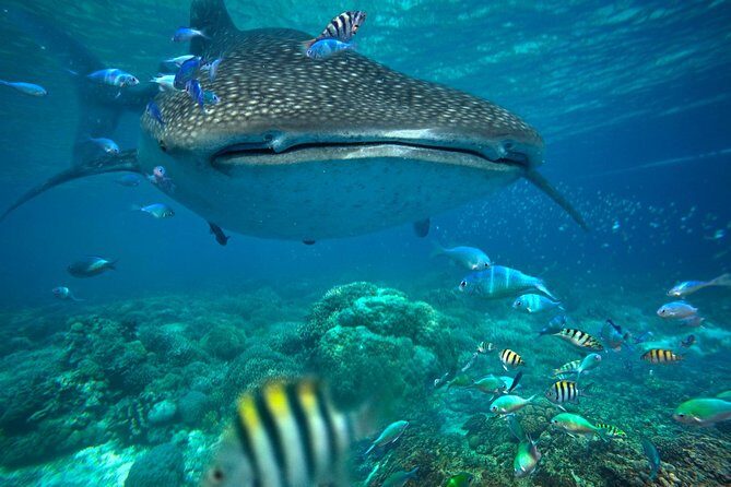Snorkeling with Whale Sharks - Isla Mujeres - Key Points