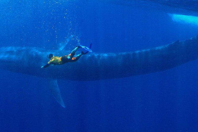 Snorkeling with Whales in Mirissa - Key Points