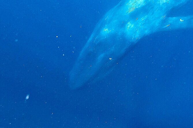 Snorkeling with Whales in Mirissa - Who Will Love This Tour?