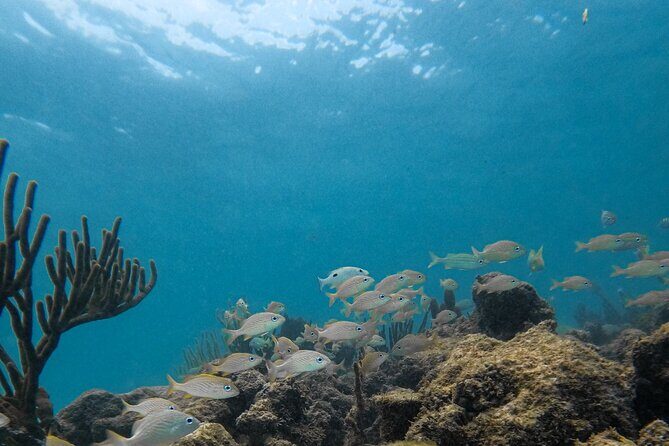 Snorkeling Xtreme Cancun Adventure with zip lines and abseiling - FAQs