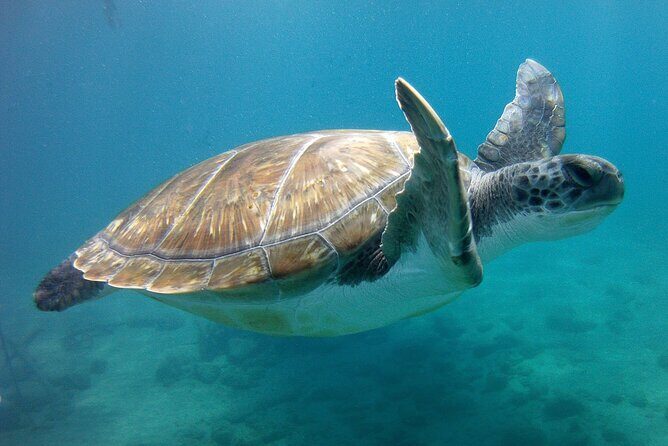 Snorkelling safari in a turtle area - In-Depth Review of the Snorkelling Safari Experience
