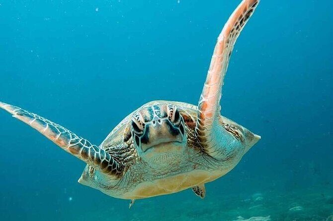 Snorkling trip 3 gili(terawangan, meno,air) - Key Points