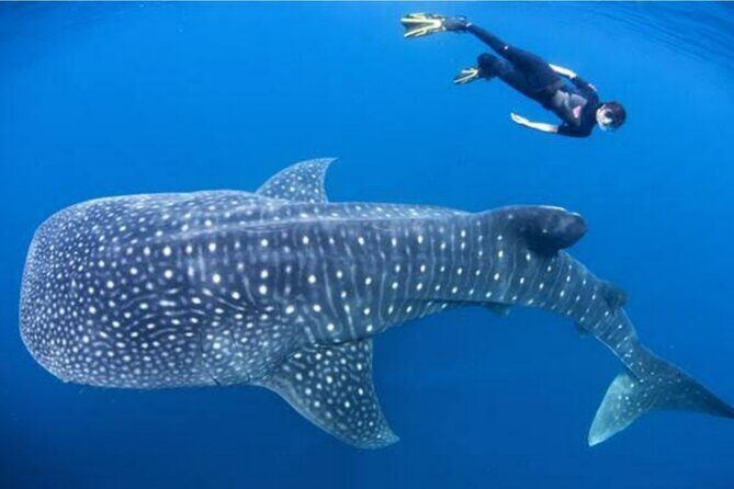 Snorkling with whale shark in teluk saleh min 2 person - Exploring the Sumbawa Whale Shark Tour in Detail