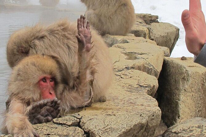 Snow Monkey and Cherry Blossom Illumination Tour (3rd ~19th Apr) - Exploring Nagano: An In-Depth Review of the Snow Monkey and Cherry Blossom Tour