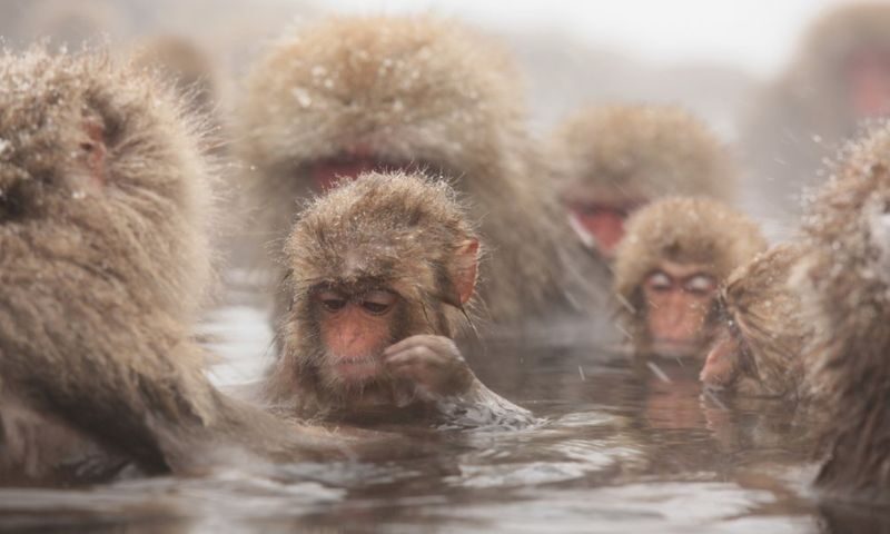 Snow Monkey and Shiga Kogen Roman Museum Trip with Lunch Buffet - Starting early at Shinjuku Center Building