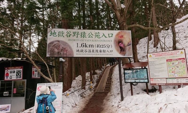 Snow Monkey and Shiga Kogen Roman Museum Trip with Lunch Buffet - Walking into Jigokudani’s monkey habitat