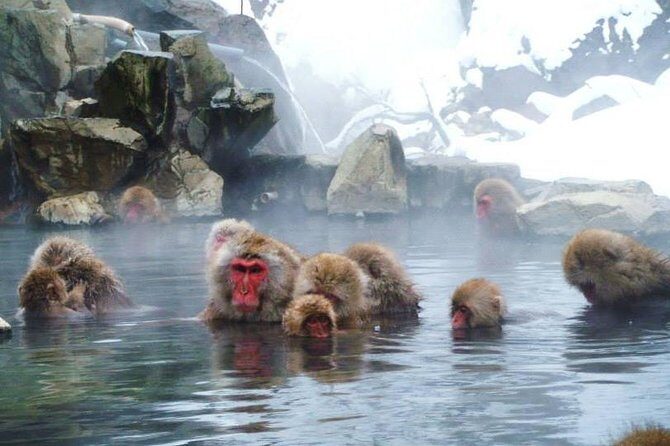 Snow Monkey in "Jigokudani Yaen-koen" & Obuse Town - The Jigokudani Snow Monkey Park