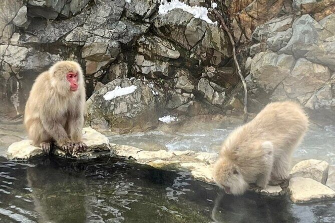Snow Monkey Nagano Day Tour by Car English Driver in Person Guide - The Sum Up