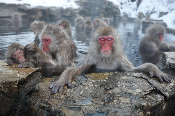 Snow Monkey Park and Miso Production Tour Bullet Train from Tokyo - Key Points