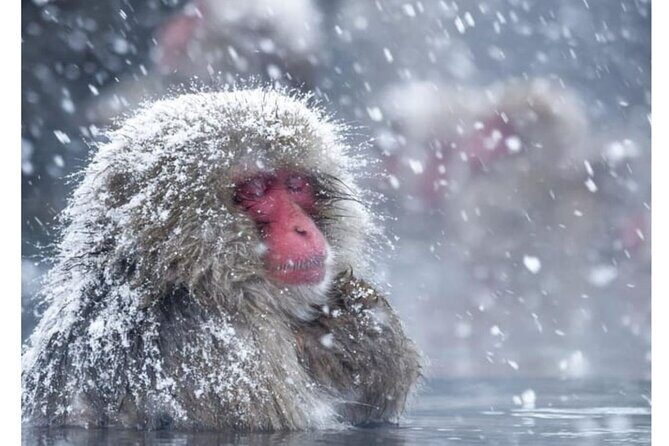 Snow Monkey Park and Zenko ji Temple Private Day Tour - A Deep Dive into the Tour Experience