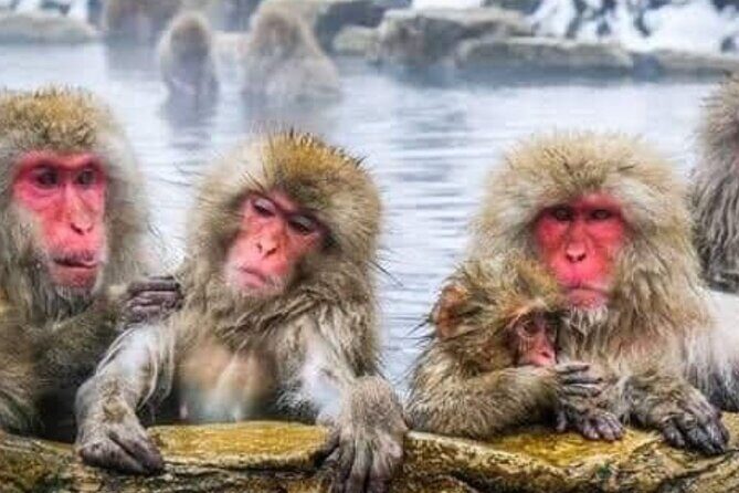 Snow Monkey Park and Zenko ji Temple Private Day Tour - Final Thoughts
