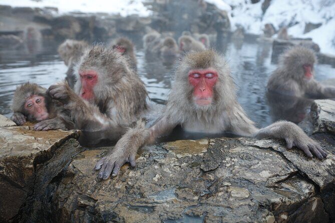 Snow Monkey Park & Miso Production Day Tour from Nagano - Key Points