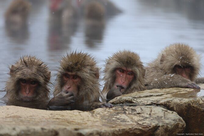 Snow Monkey Park Private Tour from Tokyo with licensed guide - Exploring the Itinerary Step-by-Step