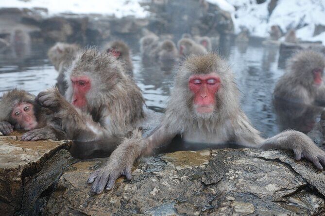 Snow Monkey Park Private Tour from Tokyo with licensed guide - Final Thoughts: Is This Tour Right for You?