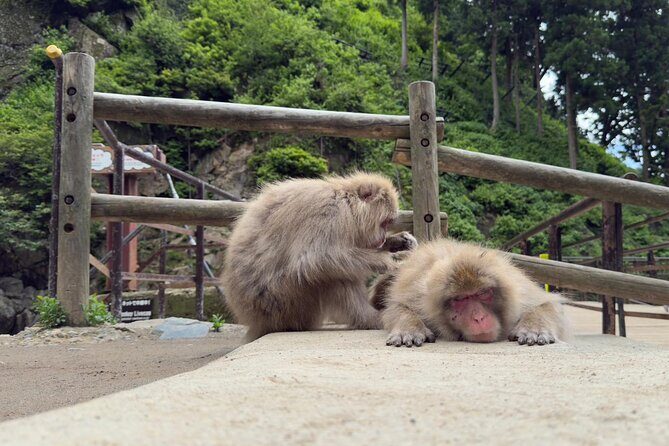 Snow Monkey Park, Soba Lunch and Shibu Onsen Tour - In-Depth Review of the Snow Monkey Park, Soba Lunch, and Shibu Onsen Tour