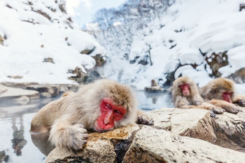 Snow Monkey Park & Togakushi Shrine Private Day Tour from Nagano - Two Nagano icons, with less time spent on transfers