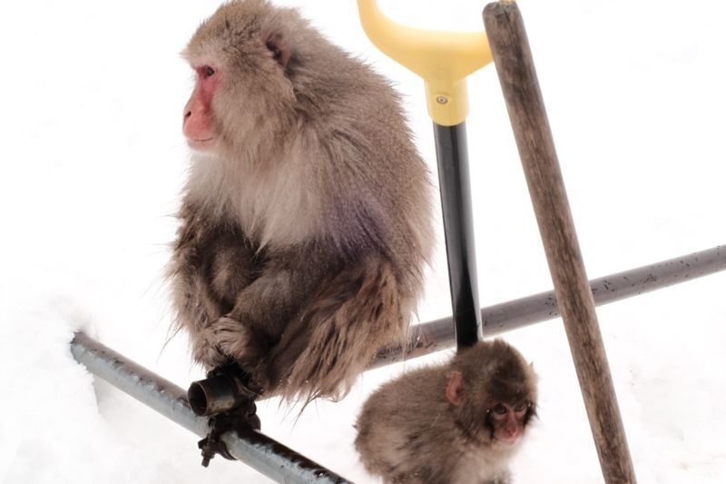 Snow Monkey Park & Togakushi Shrine Private Day Tour from Nagano - Lunch near Togakushi