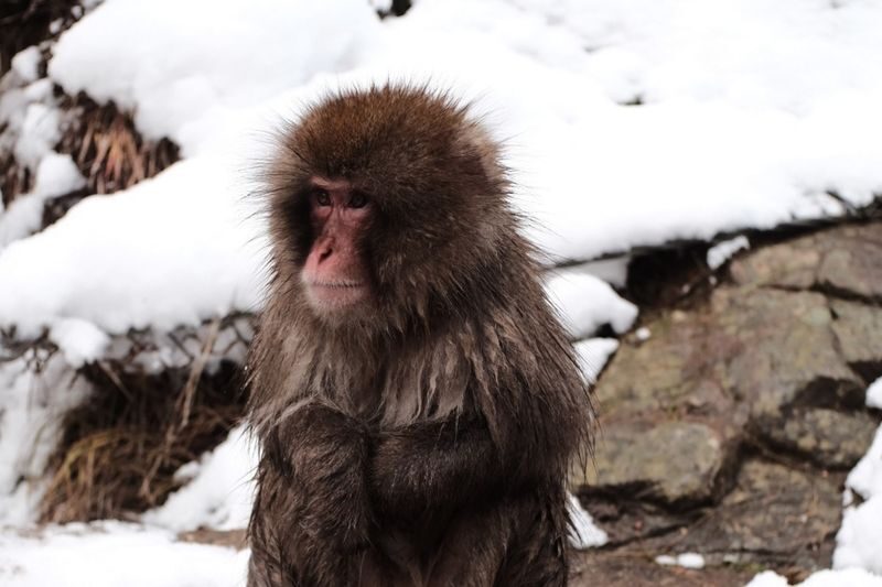 Snow Monkey Park & Togakushi Shrine Private Day Tour from Nagano - Private transport and the shape of the day
