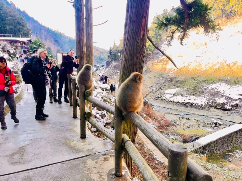 Snow Monkey Park & Zenko-ji Temple Nagano One Day Tour - FAQ
