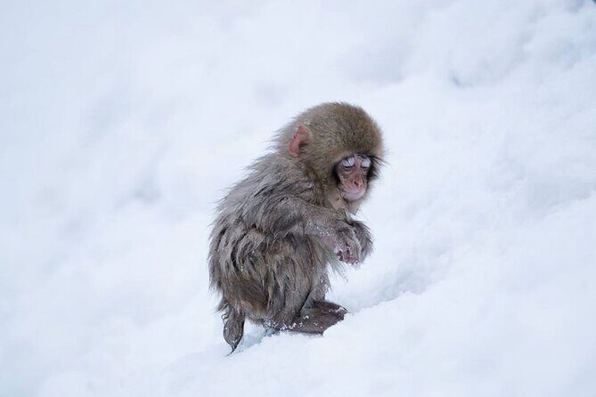 Snow Monkey Park & Zenkoji Temple Nagano Pvt. Full Day Tour. - A Detailed Look at the Full-Day Experience