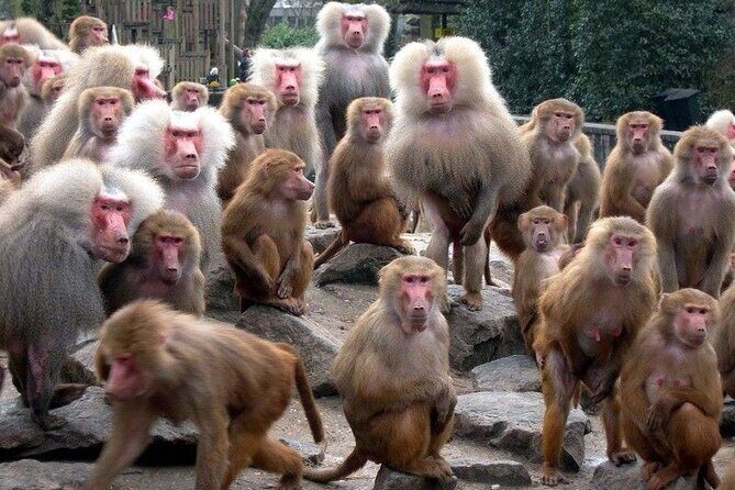 Snow Monkey Park & Zenkoji Temple Nagano Pvt. Full Day Tour. - Who Is This Tour Best For?