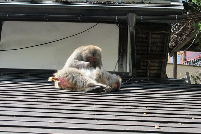 Snow Monkey & Shibu Onsen Private Tour (Nagano, Nozawa, Myoko) - Key Points