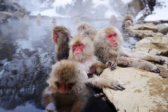 Snow Monkey & Shibu Onsen Private Tour (Nagano, Nozawa, Myoko) - Frequently Asked Questions