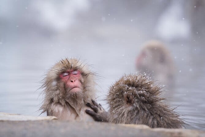 Snow Monkey & Shibu Onsen Private Tour (Nagano, Nozawa, Myoko) - Final Thoughts