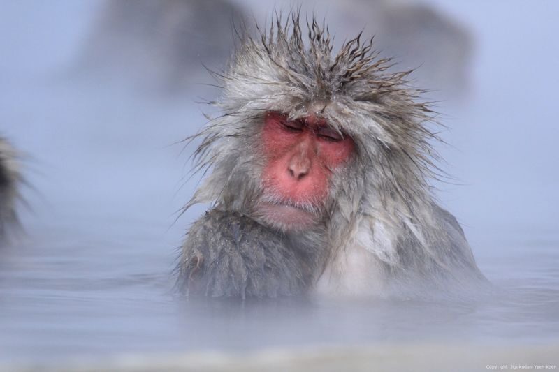 Snow Monkey Tour from Tokyo with Beef Sukiyaki Lunch - The details that matter