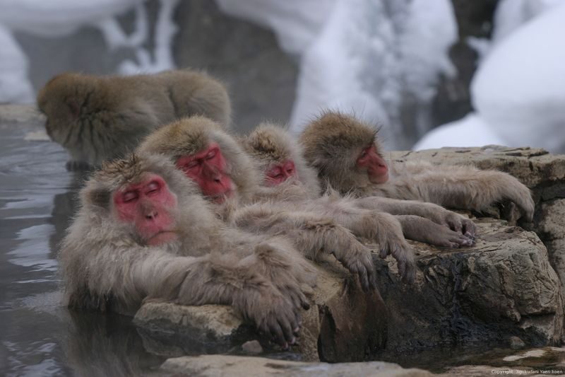 Snow Monkey Tour from Tokyo with Beef Sukiyaki Lunch - A Tokyo departure, then hours on the road