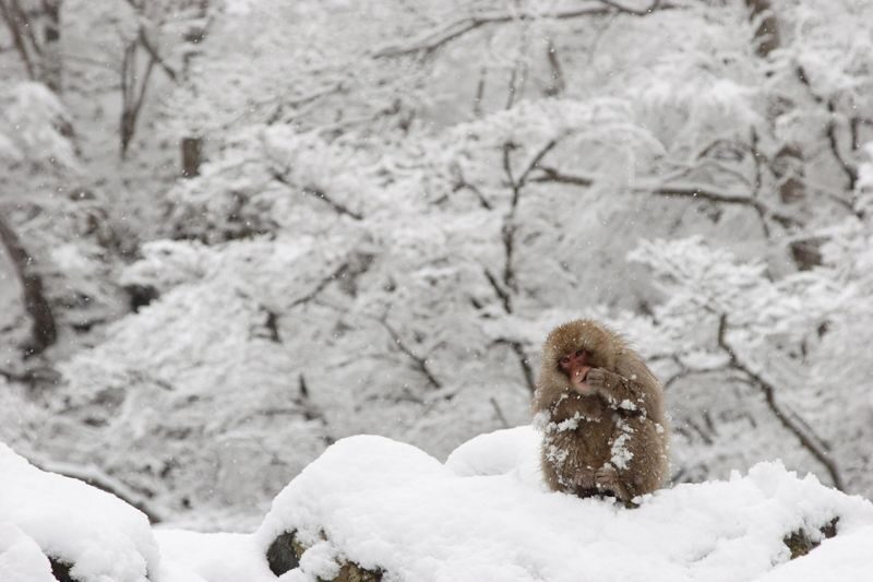 Snow Monkey Tour from Tokyo with Beef Sukiyaki Lunch - Watching the monkeys in their own setting