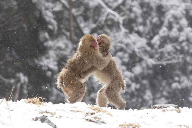 Snow Monkey Tour from Tokyo with Beef Sukiyaki Lunch - The possible Kamakura snow-village stop