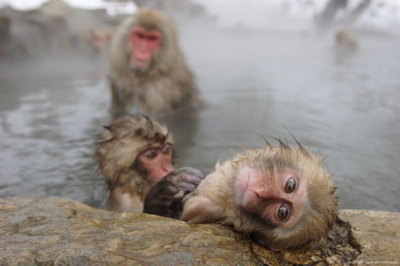 Snow Monkey Tour from Tokyo with Beef Sukiyaki Lunch - Guides, pacing, and the value of a group tour