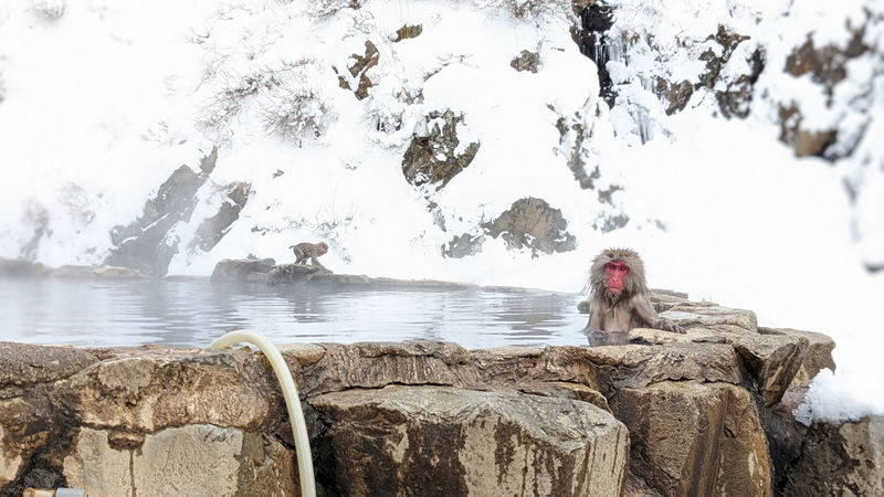 Snow Monkey Tour from Tokyo with Beef Sukiyaki Lunch - Who should book this day trip?